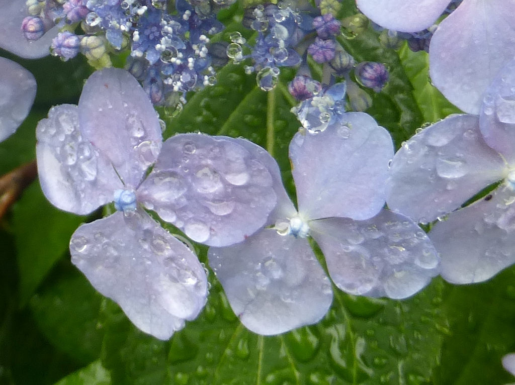  'raindrops on hydrangea', photo by lorianne disabato, 28th june 2015 